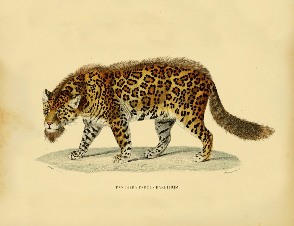 bearded_leopard_drawing-fullscreen.jpg