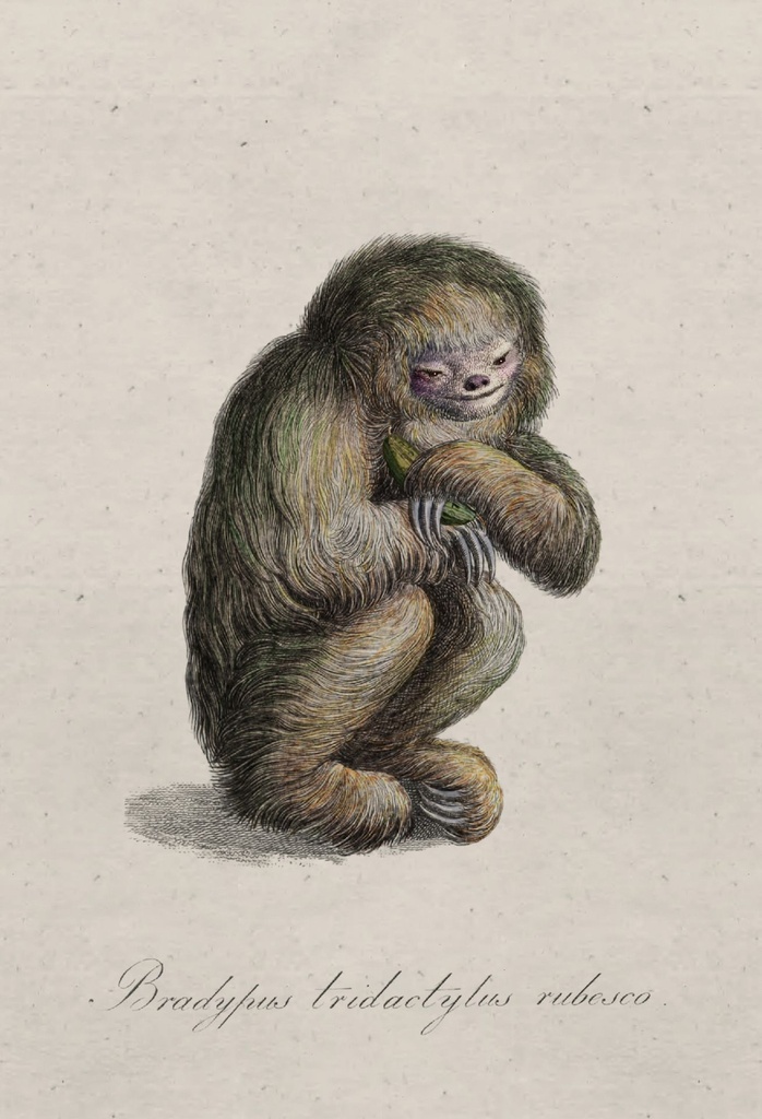blushing_sloth_drawing-fullscreen.jpg