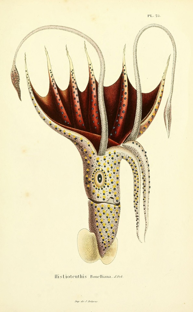 umbrella_squid_drawing-fullscreen.jpg